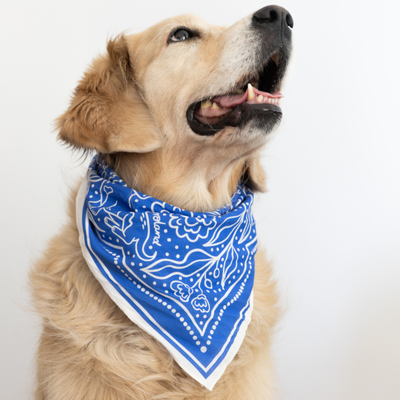 Stylowa bandana PERROland